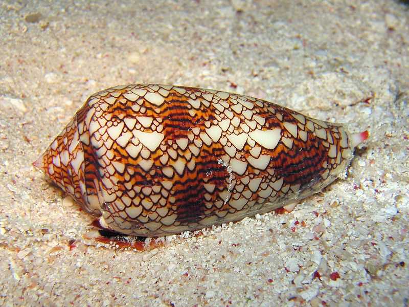 Figure 7.18: A textile cone snail (Conus textile), Cod Hole, Great Barrier Reef, Australia. (photograph by Richard Ling)